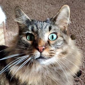 Meet your Posher, Shannon